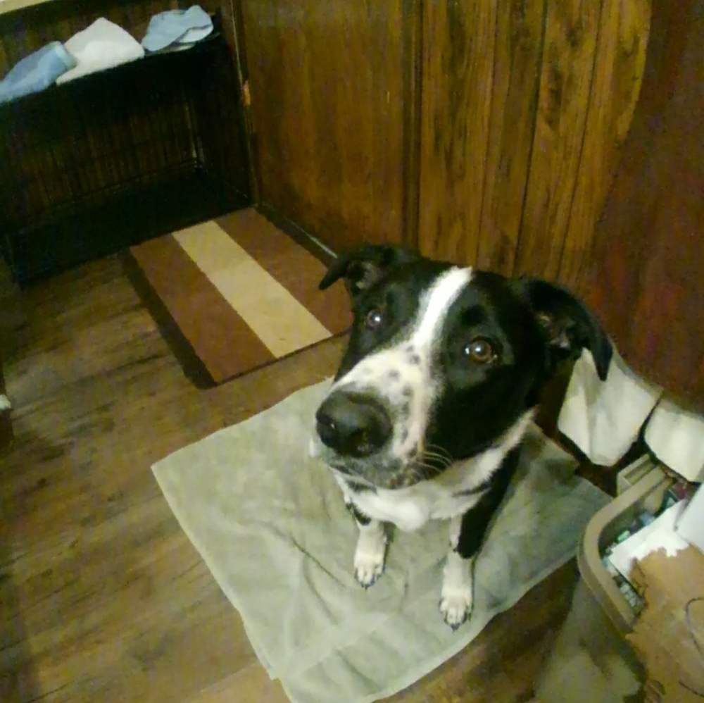 Meet your Posher, Lacey